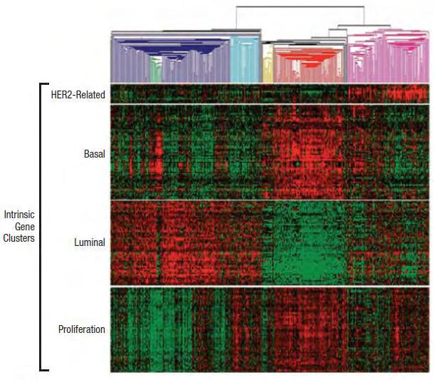 Semi-Unsupervised Gene Expression Array Analysis of a Cohort of Breast Cancers Identifies Several Intrinsic Subtypes normal-like claudin-low luminal A luminal B HER2-enriched basal-like Can we