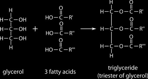 variety of components, but all lipids contain hydrocarbons, which are molecules made up of only hydrogen and carbon - You will need to know the structure, function and properties of two types of