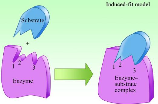 When an enzyme and a substrate bind, they form an enzyme-substrate complex.