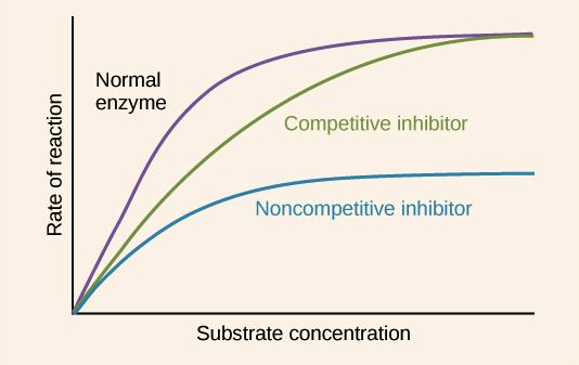 If the inhibitor is in higher concentration, the rate of reaction will be decreased as it is more likely an enzyme-inhibitor complex will form.