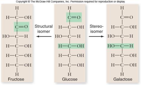 energy storage -fructose is a