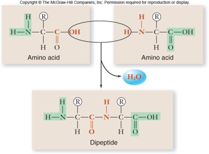 Amino acids -20 different amino acids -joined by dehydration synthesis -peptide bonds form between adjacent amino acids 31 32 33 34 Amino acid structure