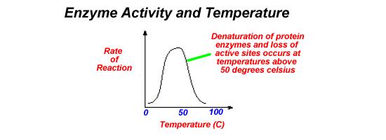 Factors Affecting Enzyme Action Temperature Enzymes in our bodies work o