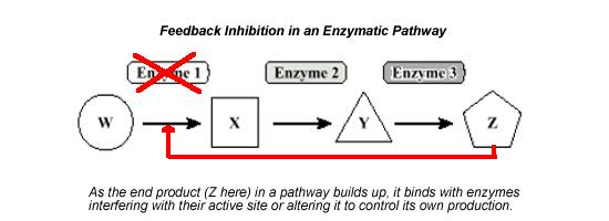 Enzyme Inhibition Enzyme inhibition is
