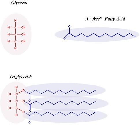 Lipids Fats and oils form when one glycerol molecule react