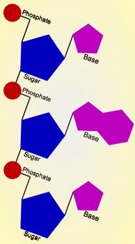 Nucleotide Chains Nucleotides join via condensation