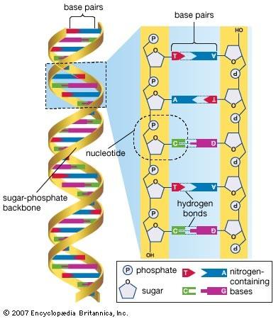 DNA DNA is double stranded,