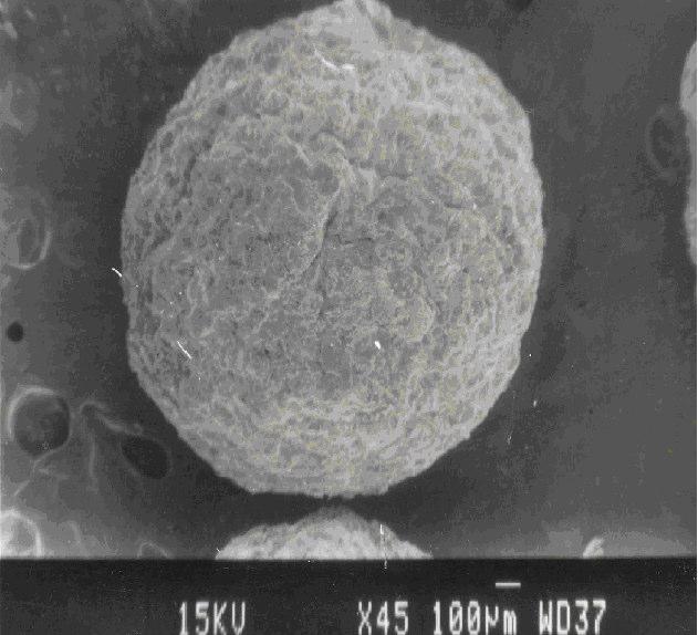 Vol. 20, No. 8 (2008) Ethyl Cellulose as Microencapsulating Agent for Glimepiride 5927 indicated that the microcapsules were of multinucleate and monolithic type. SEM (Fig.