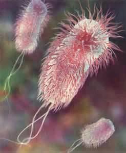 E COLI/STAPH Salmonella is a pathogen and other foodborne illnesses are pathogens A gram negative and
