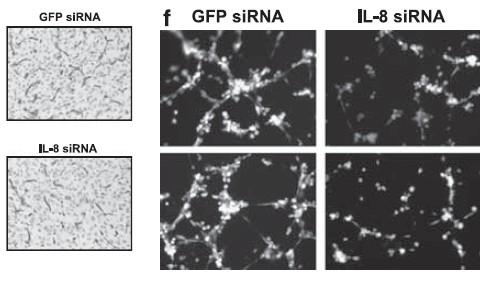 EGFRvIII: promote glioma angiogenesis and pathway) EGFRvIII is associated with significantly higher expression levels of IL-8.