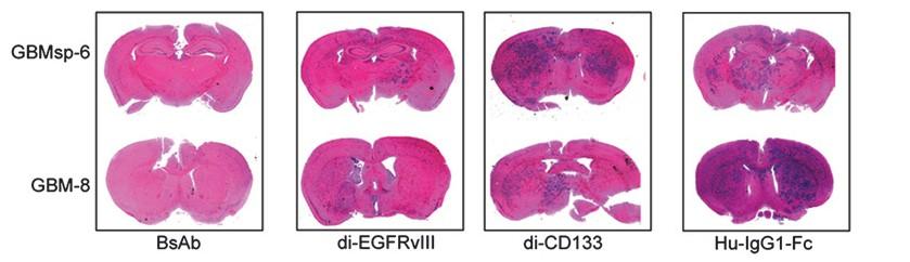 + + EGFRvIII /CD133 or 0%). Emlet et al. Cancer Research 2014.