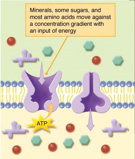 Active Transport The process of moving materials backwards up their concentration gradient FROM LOW CONCENTRATION TO HIGH CONCENTRATION ATP is used to