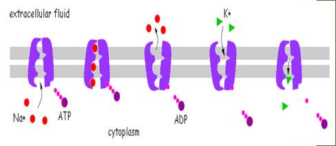 The Sodium Potassium Pump A. Carrier protein has the shape to allow 3 Na + (sodium) ions B. ATP molecule splits, releasing its energy into ADP + phosphate C.