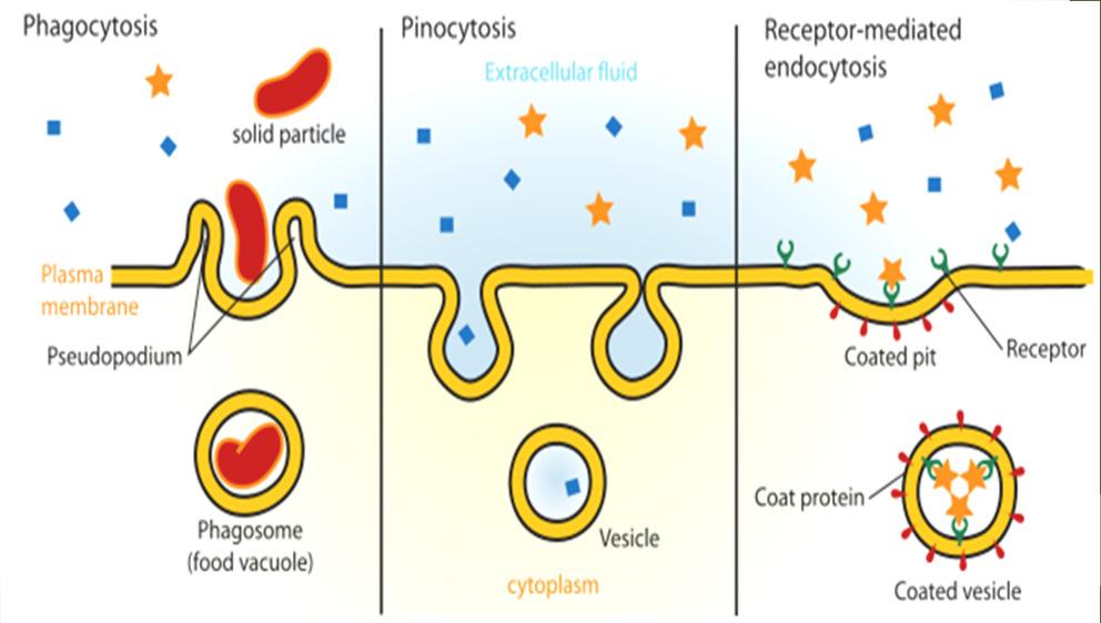 Endocytosis The membrane folds in on itself trapping matter from the extra cellular fluid within it. There are three types of endocytosis used by cells depending on what it is engulfing 1.