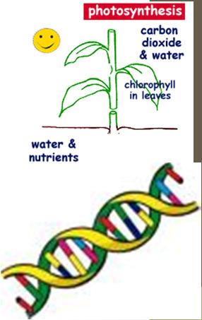 reactions (photosynthesis, respiration) Eliminate wastes (CO 2,