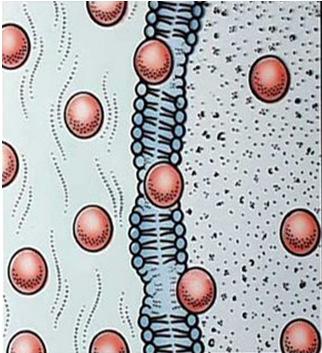 Diffusion and the Cell Membrane Passive Transport Require no cellular energy The movement of molecules from a region of higher concentration to a region of lower