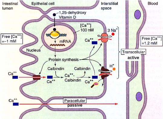 Calbindins A family of calcium-binding proteins Concentrations rise hours after Ca entry from intestinal lumen Free Ca across the intestinal cell and buffer the high Ca