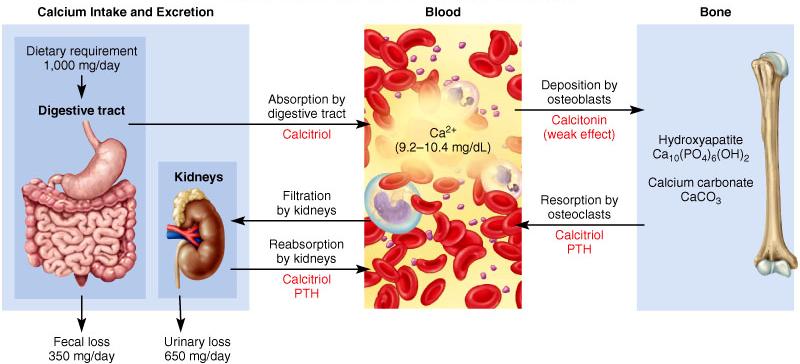Control of Calcium Homeostasis Calcitriol plays an