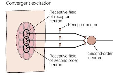 Receptors that are stimulated together wire together!