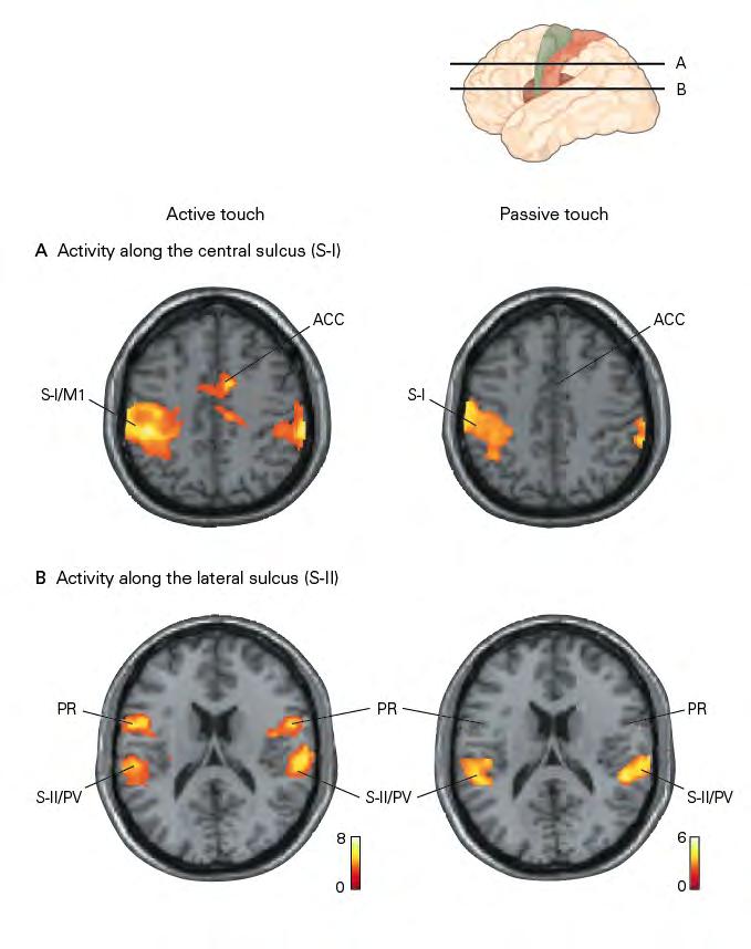 Active and passive touch! S-I cortex!