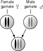 32. The diagrams below each show a different way that two gametes containing chromosomes unite. Which diagram correctly shows the inheritance of chromosomes when two gametes unite? A. B. 33.