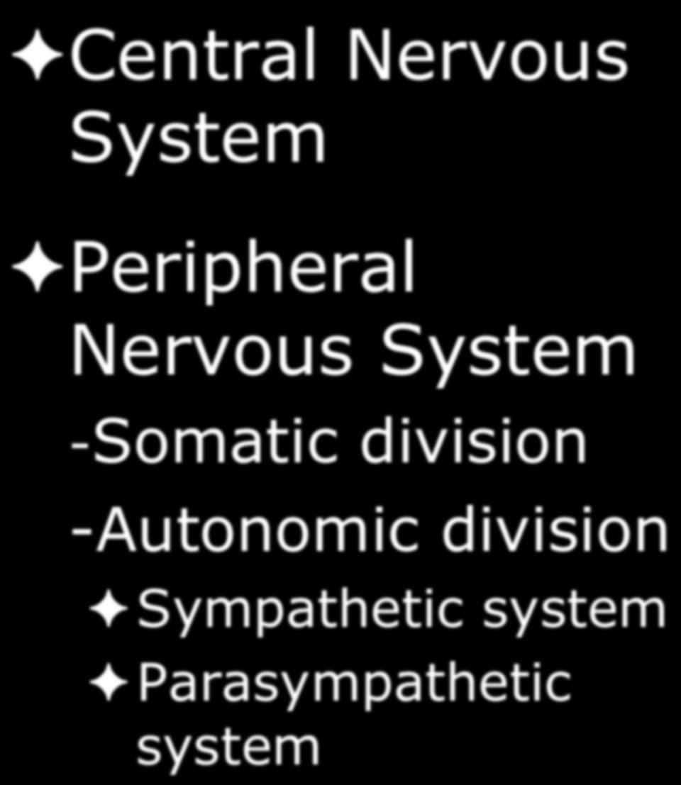 Nervous System Central Nervous