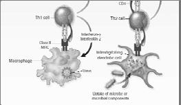 represents the innate system & the T H cell, the adaptive system 2. Ag presented on cell surface with MHC 3.