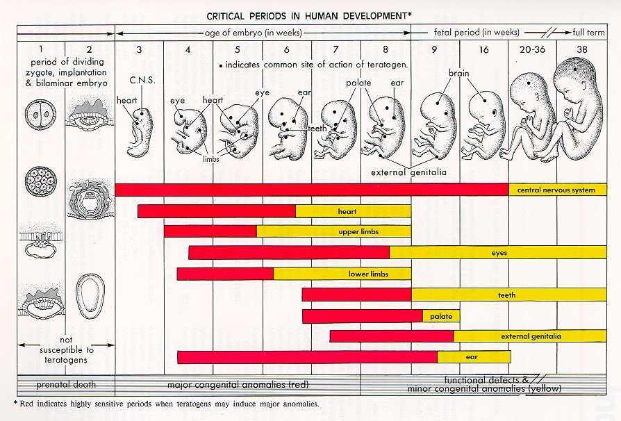 Critical periods of human development Adapted