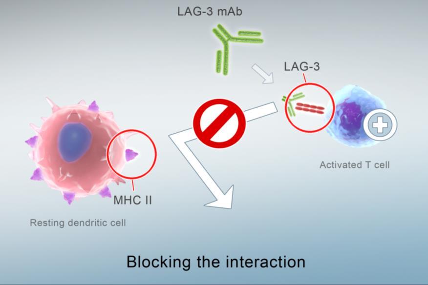 approach ( turning cold tumors into hot tumors with LAG-3) Synergistic