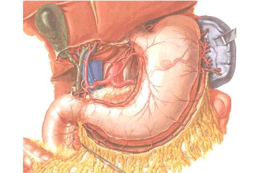 Arterial supply 1- Left gastric artery 3- Short gastric arteries 2- Right