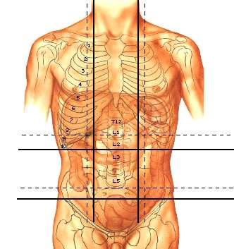 The stomach is an Elongated, distensible muscular sac Epigastrium Left Hypochondrium Although it undergoes