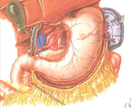 4- Posteriorly: 4) Bile Duct 3)