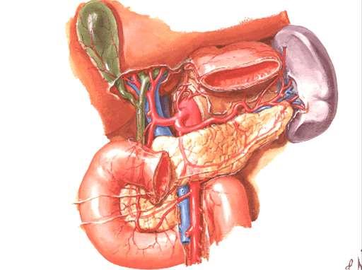 1- Right gastric Artery 2- Supra-duodenal 3- Right gastroepiploic
