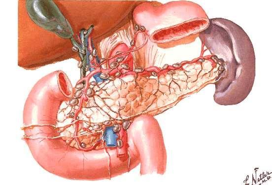 Lymphatics drain into a series of LN along courses of arteries supplying pancreas &