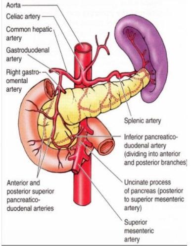 -2 nd half (lower half) (the lower half of second part of the duodenum, third part and fourth part) Lower half is supplied by inferior pancreaticodudenal artery which is a branch of superior
