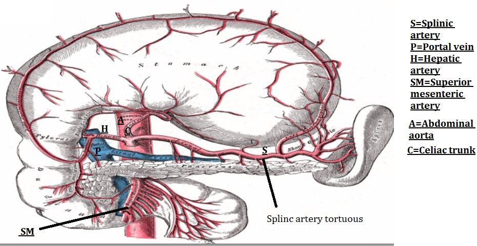 The superior mesenteric artery giving jejunal and