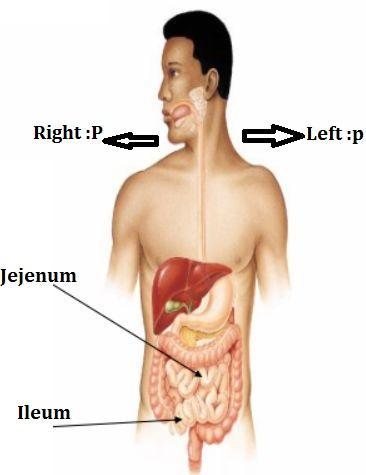 ileum located at the lower right side of the abdomen right iliac fossa.