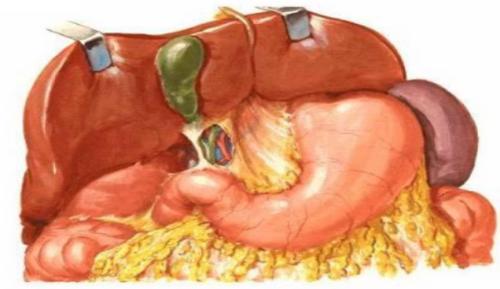 - The bile duct and main pancreatic duct divides the 2 nd part into upper half which follows the foregut and lower half follows the midgut.