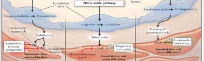 cgmp cgmp-kinase The NO Pathway PDE5 Inhibition Intracellular Ca 2+ Effects on