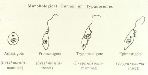 2. Trypanosoma: Is of the Trypanosomatidae family. Trypanosoma exists in two forms, one in the intermediate host (an insect) & another form in the primary host.