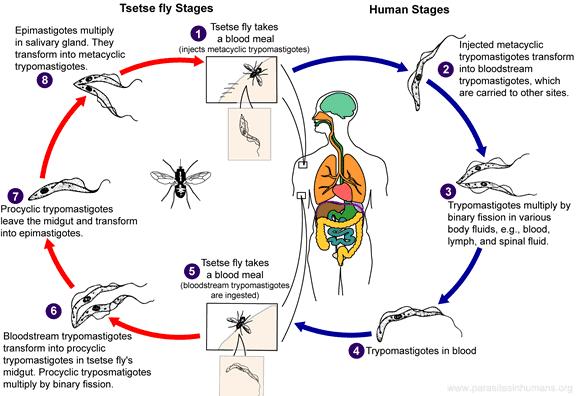 When the Tsetse fly bites a human, it injects the epimastigotes into the blood, which will change quickly into trypomastigotes hat will circulate in the blood & go to the lymph nodes, for several