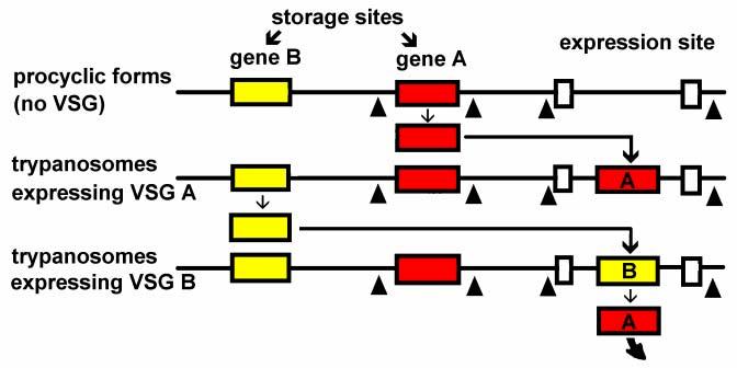 Antigenic Switching gene conversion (duplicative