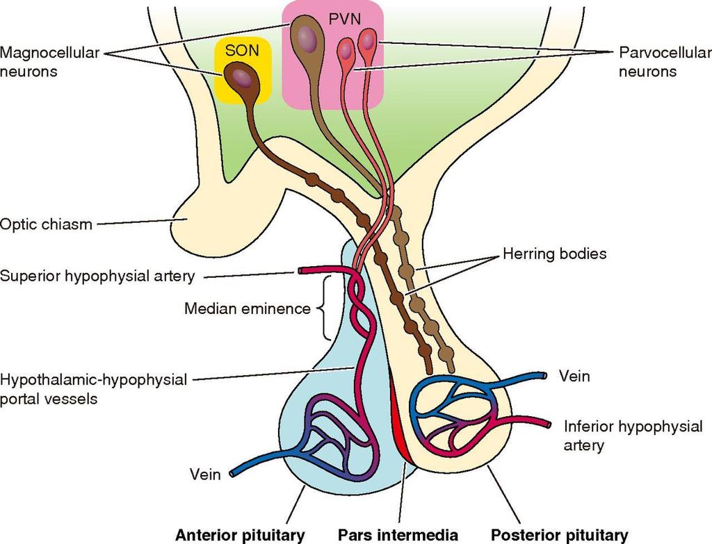 AVP AND THE HYPOTHALAMO-PITUITARY SYSTEM