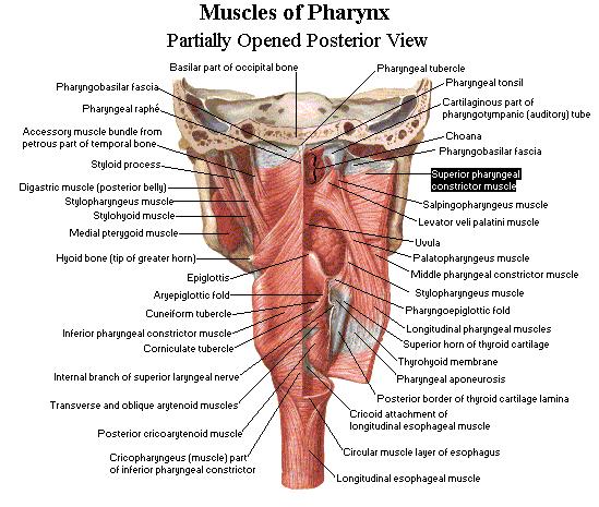 Upper Airway Neuromuscular factors Muscles maintain pharyngeal patency (negative