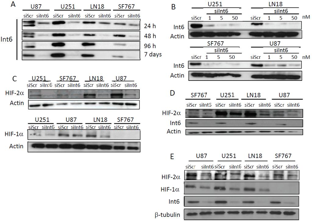Supplementary Information Figure S1. Int6 gene silencing efficiency. (A) Western Blot analysis of Int6 expression at different times after sirna transfection.