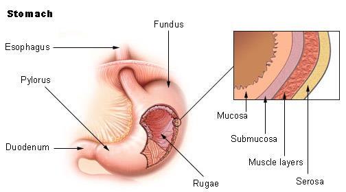 Stomach- Mechanical digestion: Stomach muscles contract to churn and mix the food & fluids in the stomach, producing a substance