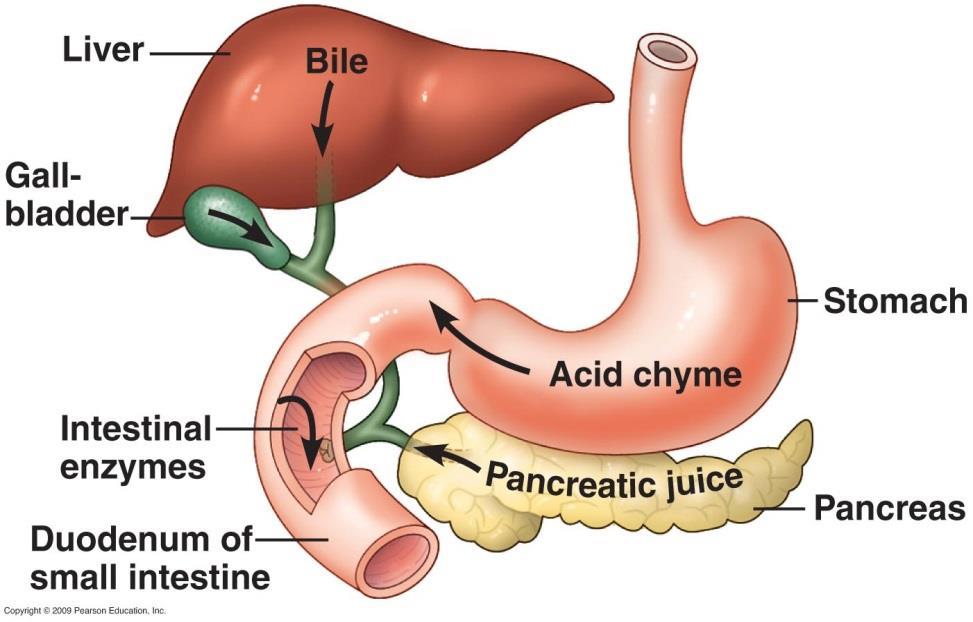 Small Intestine Pancreas- produces: - - enzymes that help break down carbohydrates, proteins, lipids, and nucleic acids - - Sodium bicarbonate a base that neutralizes stomach acid so