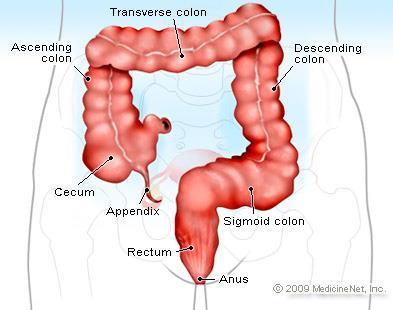 Large Intestine Another name is. Colon When chyme leaves the small intestine, it enters the large intestine. The function of the large intestine is to remove water from undigested material.
