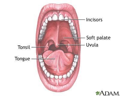 Mouth Digestion begins in the Mouth.