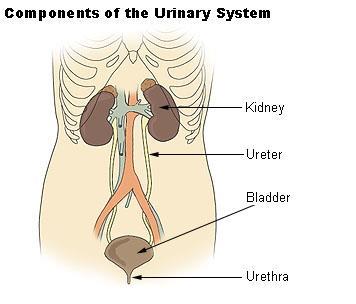 Structure of the kidneys: A tube called the, ureter leaves each, carrying to urine the bladder The is